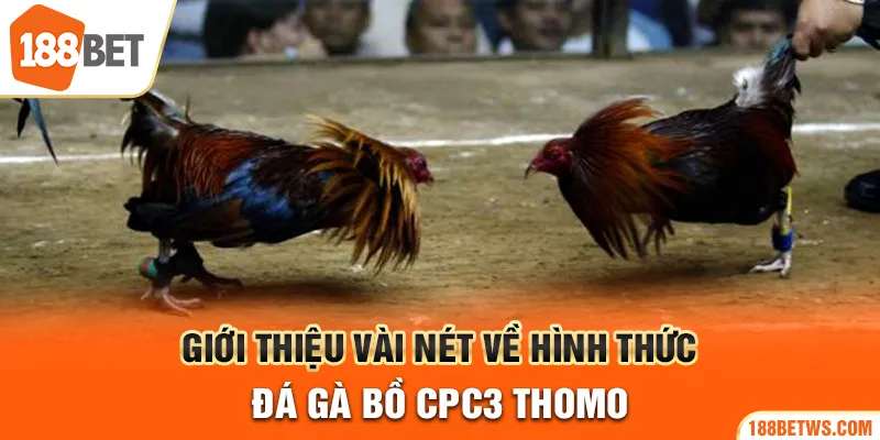 Giới thiệu vài nét về hình thức đá gà bồ CPC3 thomo