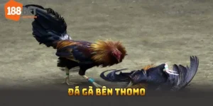 đá gà bên Thomo