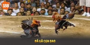 đá gà cựa dao